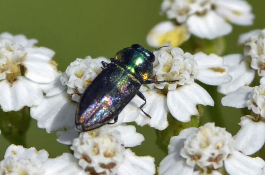 Anthaxia cf. podolica (forma cianescente), Buprestidae